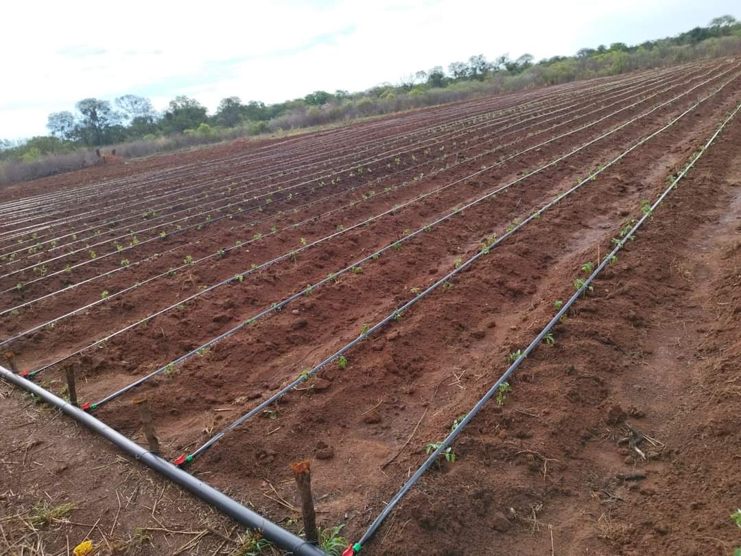 Drip Irrigation